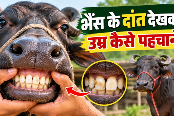 Bhains Ke Daant Dekhkar Umar Kaise Pehchane