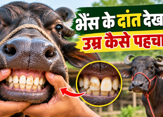 Bhains Ke Daant Dekhkar Umar Kaise Pehchane