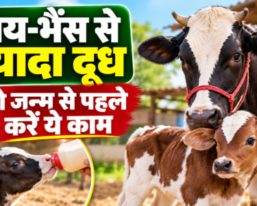 Gay-Bhais Ke Bachchon Ki Dekhbhal