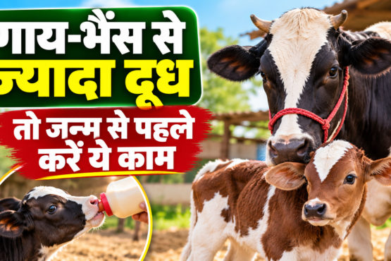 Gay-Bhais Ke Bachchon Ki Dekhbhal