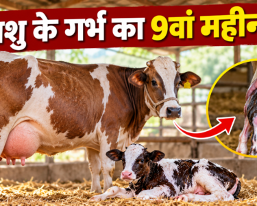 Pashu Ke Garbh Ka 9va Mahina