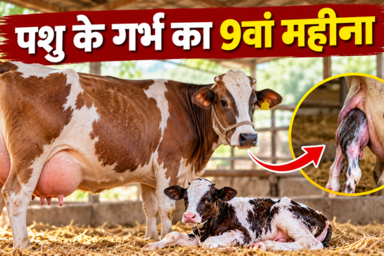 Pashu Ke Garbh Ka 9va Mahina