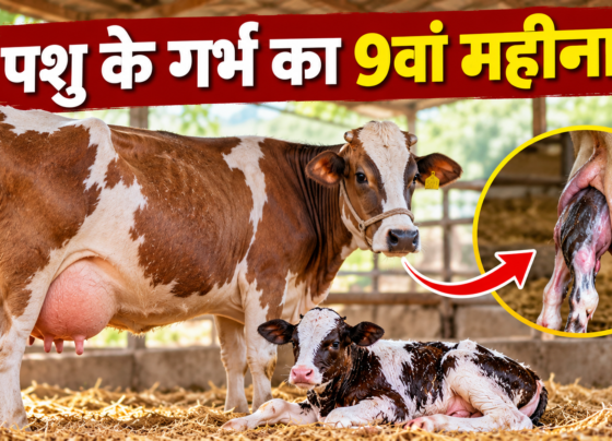 Pashu Ke Garbh Ka 9va Mahina