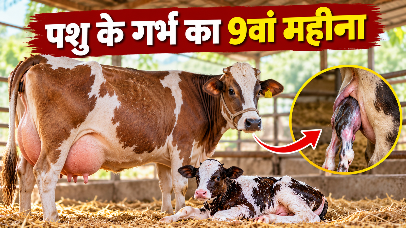 पशु के गर्भ का 9वां महीना बेहद नाजुक, ये 7 सावधानियां बचा सकती हैं नवजात की जान Pashu Ke Garbh Ka 9va Mahina