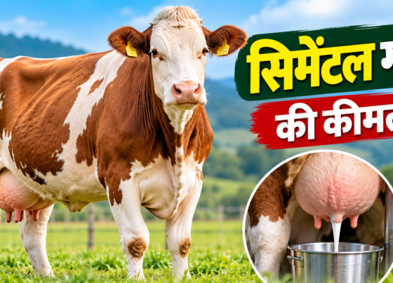 Simmental Cow Price in India
