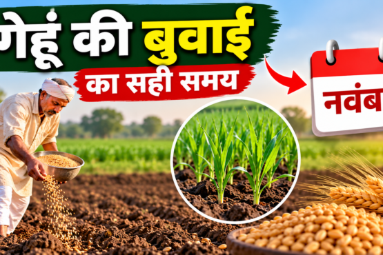 Gehu Ki Buwai Ka Sahi Samay