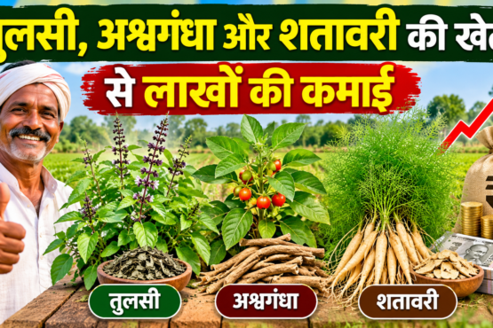 Tulsi, Ashwagandha Aur Shatavari Ki Kheti