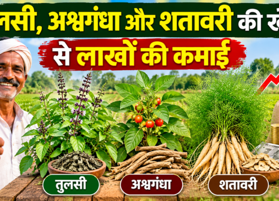 Tulsi, Ashwagandha Aur Shatavari Ki Kheti
