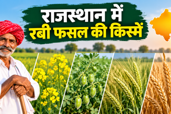 Rajasthan Mein Rabi Fasal Ki Kismein