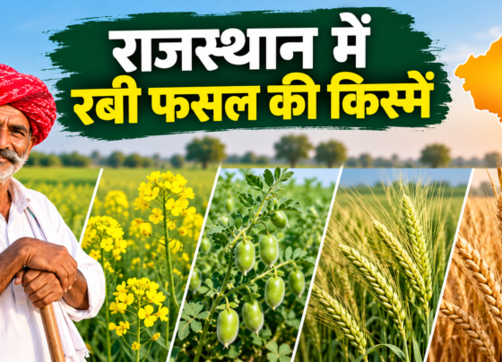Rajasthan Mein Rabi Fasal Ki Kismein