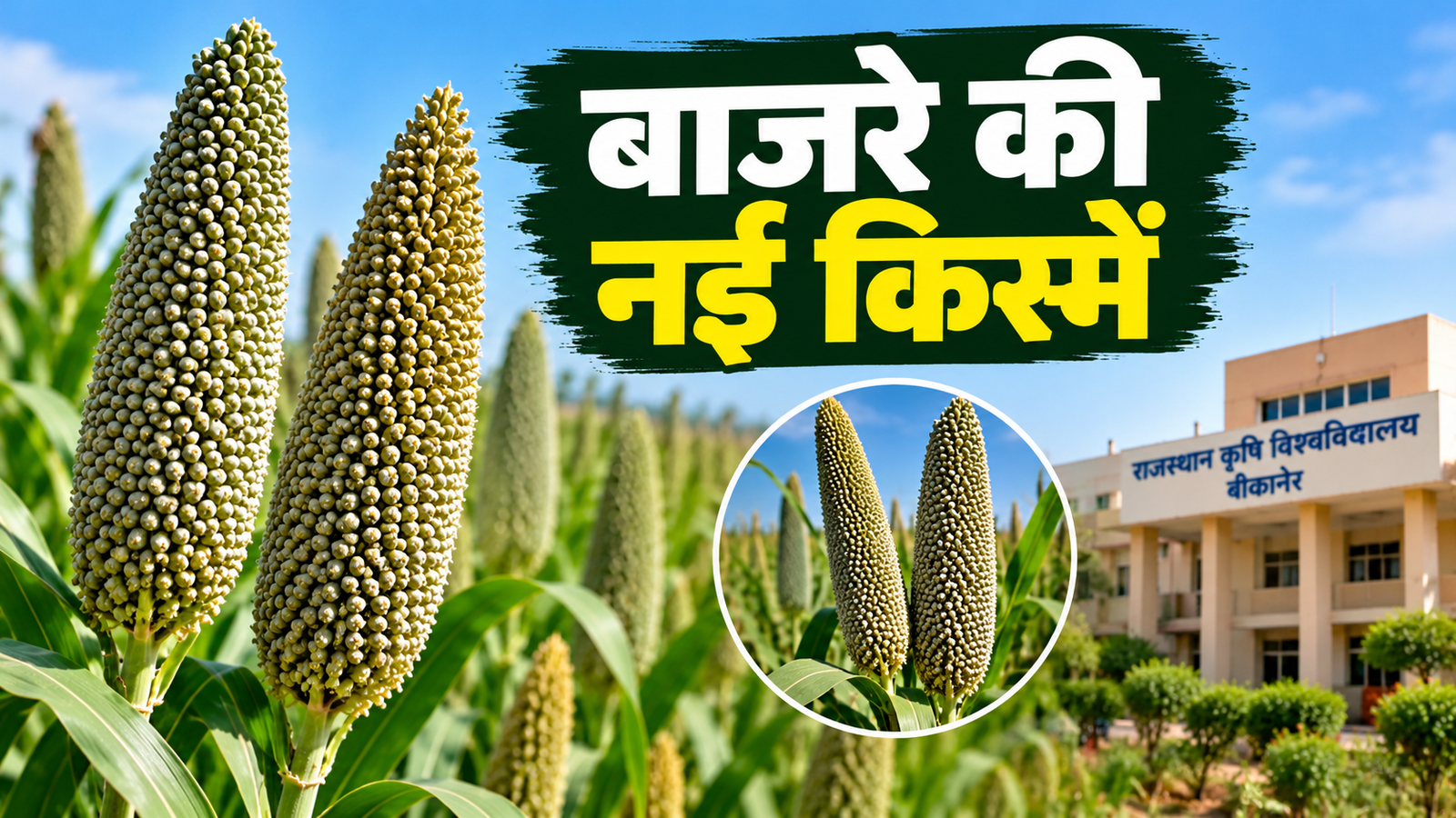 बाजरे की नई किस्में, कृषि विश्वविद्यालय ने विकसित कीं 2 हाईब्रिड किस्में, जानें खासियत Bajre Ki Nayi Kismein