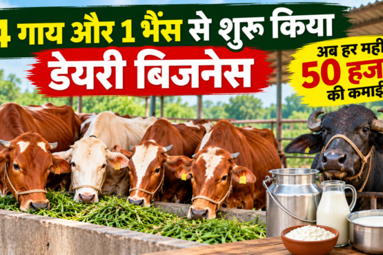 Ankit Singh Dairy Business Success Story