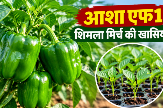 Asha F1 Shimla Mirch Ki Khasiyat