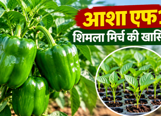 Asha F1 Shimla Mirch Ki Khasiyat