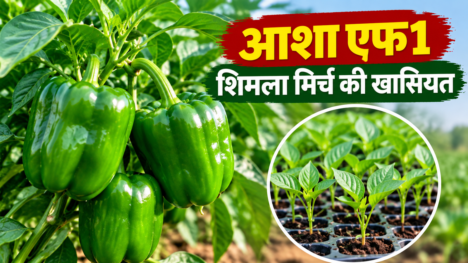आशा एफ1 शिमला मिर्च 25-30 दिन में तैयार होती है पौध, जानिए खासियत और पैदावार Asha F1 Shimla Mirch Ki Khasiyat