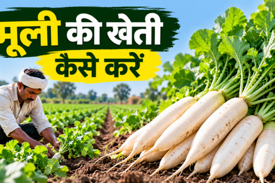 Muli Ki Kheti Kaise Karein