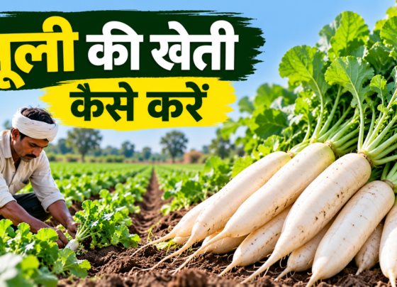 Muli Ki Kheti Kaise Karein