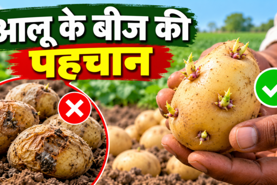 Aloo Ke Beej Ki Pehchan