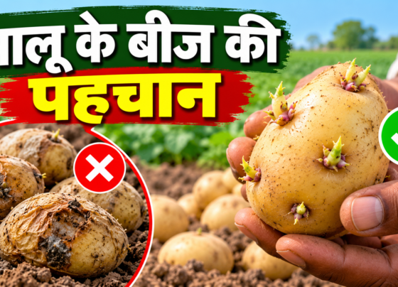 Aloo Ke Beej Ki Pehchan