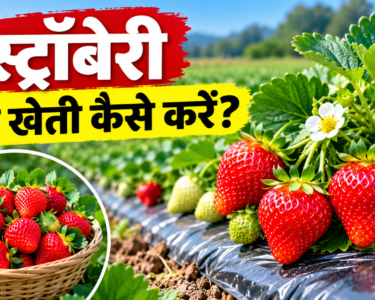 Strawberry Ki Kheti Kaise Kare?