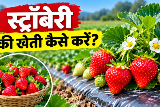 Strawberry Ki Kheti Kaise Kare?