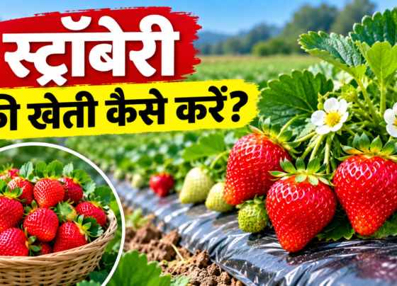 Strawberry Ki Kheti Kaise Kare?