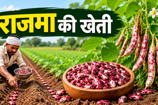 Rajma Ki Kheti Kaise Kare