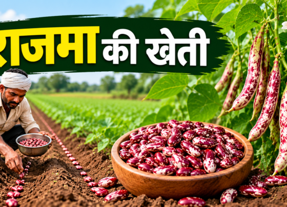 Rajma Ki Kheti Kaise Kare