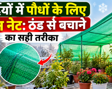 Sardiyon Mein Paudhon Ke Liye Green Net