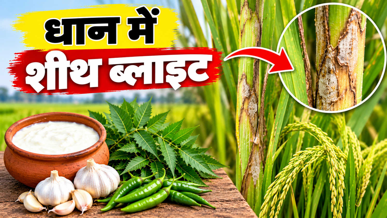 धान की फसल को शीथ ब्लाइट रोग से बचाने के तरीके Dhaan Me Sheath Blight Ka Ilaj