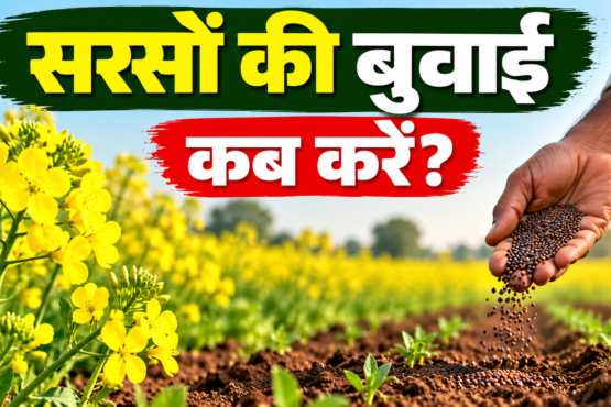 Sarson Ki Buwai Kab Karein?