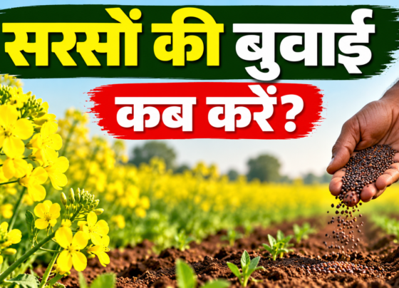 Sarson Ki Buwai Kab Karein?