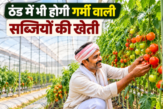 Polyhouse Mein Bemousam Sabjiyon Ki Kheti