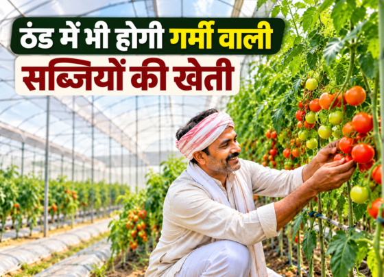 Polyhouse Mein Bemousam Sabjiyon Ki Kheti