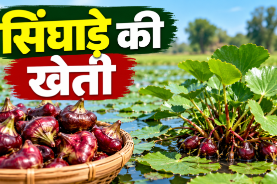 Singhade Ki Kheti