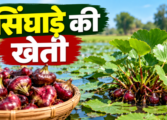 Singhade Ki Kheti