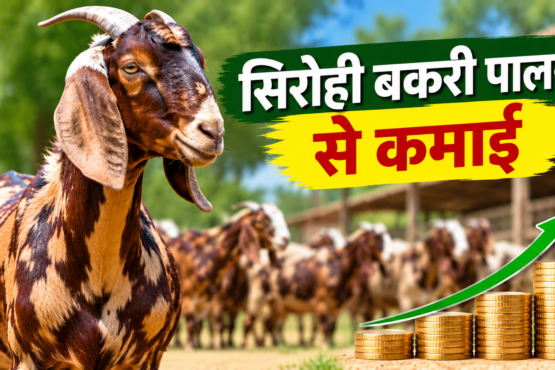 Sirohi Bakri Palan Se Kamai