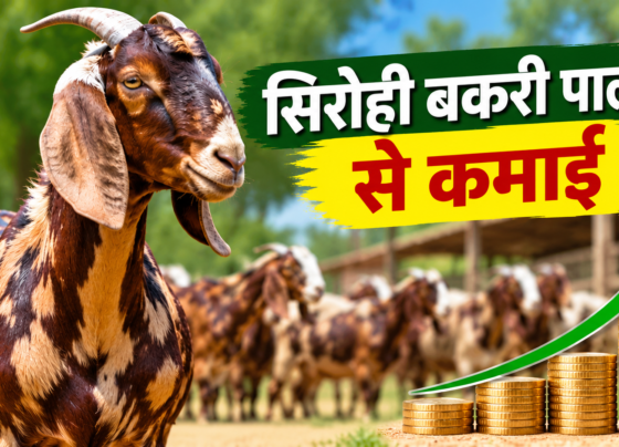 Sirohi Bakri Palan Se Kamai