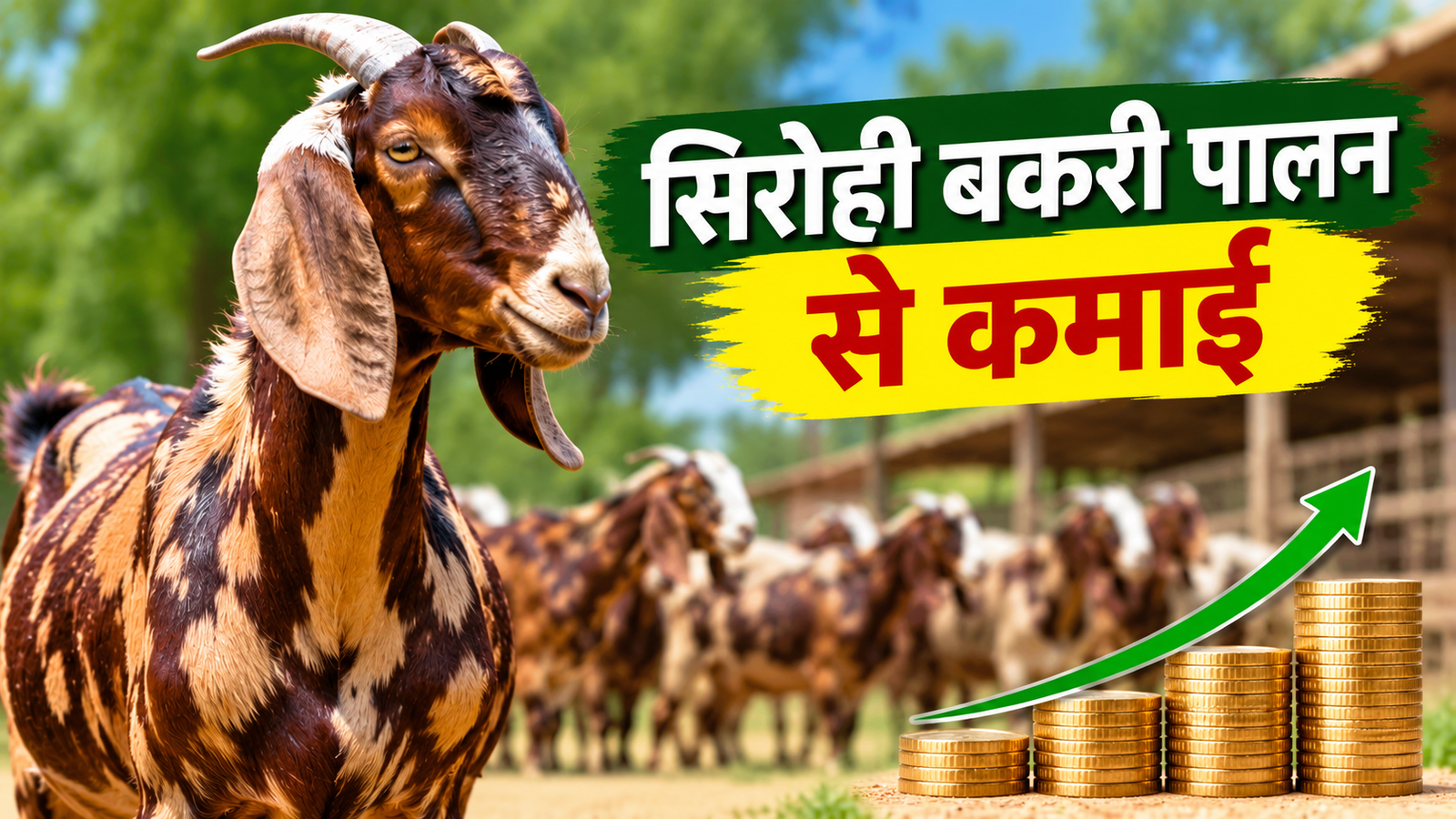 राजस्थान में बकरी पालन किसान सिरोही बकरी पालकर कमाएं अच्छी आमदनी Sirohi Bakri Palan Se Kamai