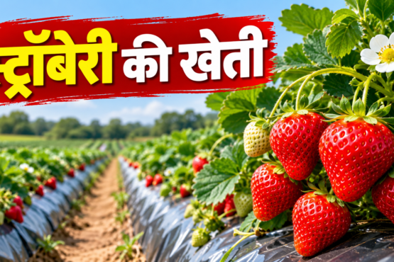 Strawberry Ki Kheti