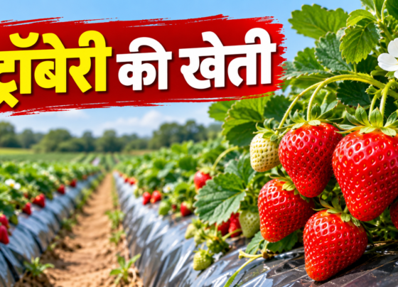 Strawberry Ki Kheti