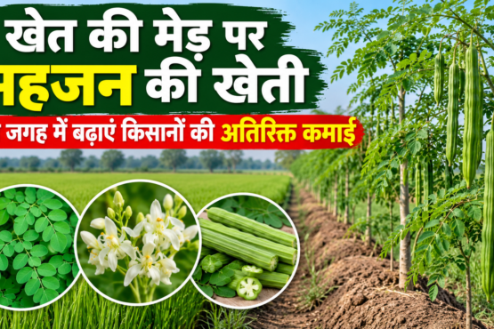 Khet Ki Med Par Sahjan Ki Kheti