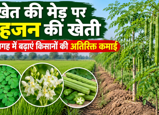 Khet Ki Med Par Sahjan Ki Kheti