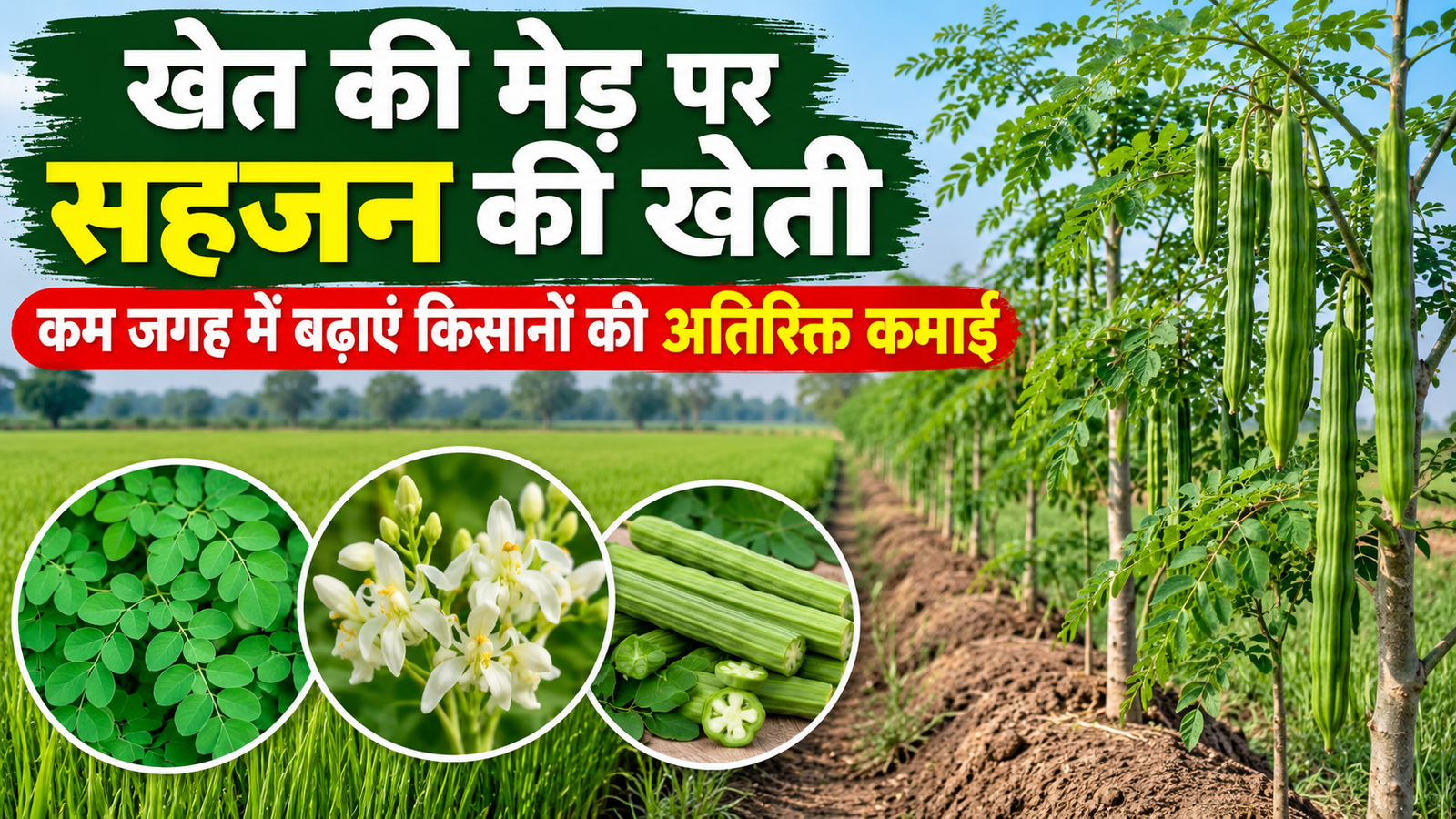 खेत की मेड़ पर सहजन की खेती, कम जगह में बढ़ाएं किसानों की अतिरिक्त कमाई Khet Ki Med Par Sahjan Ki Kheti