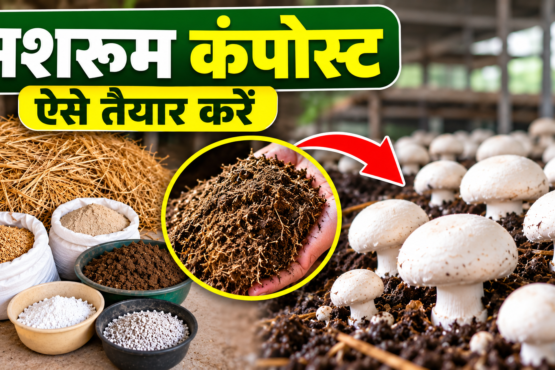 Mushroom Compost Kaise Banaye