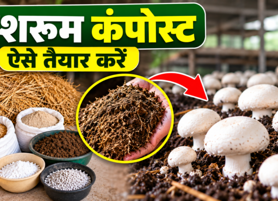 Mushroom Compost Kaise Banaye