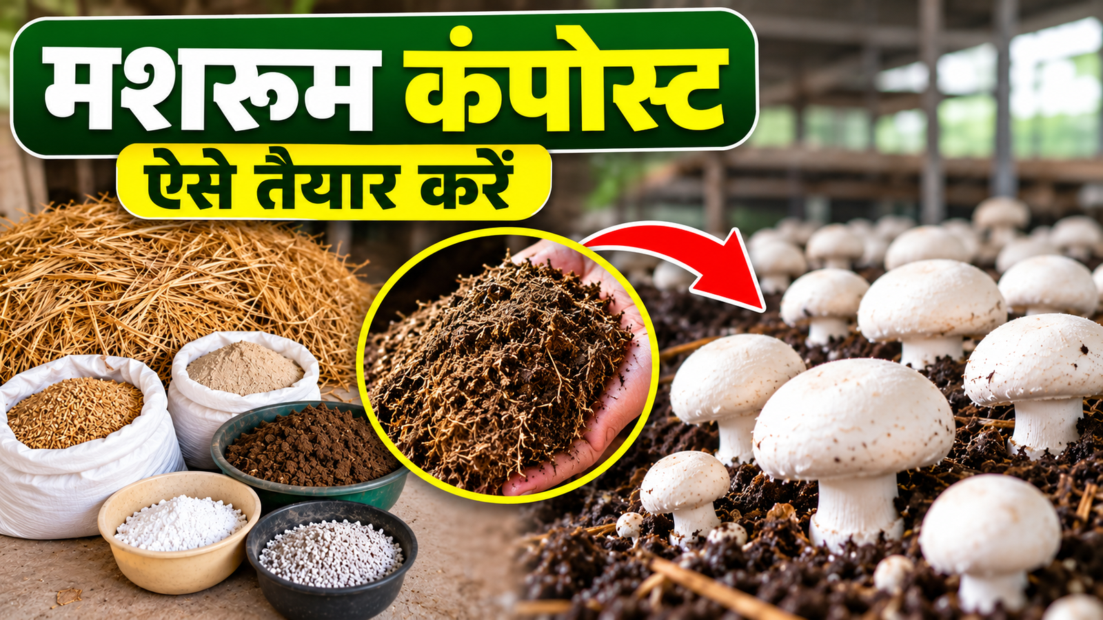 मशरूम का उत्पादन बढ़ाने के लिए ऐसे तैयार करें कंपोस्ट, जानें सही तरीका Mushroom Compost Kaise Banaye