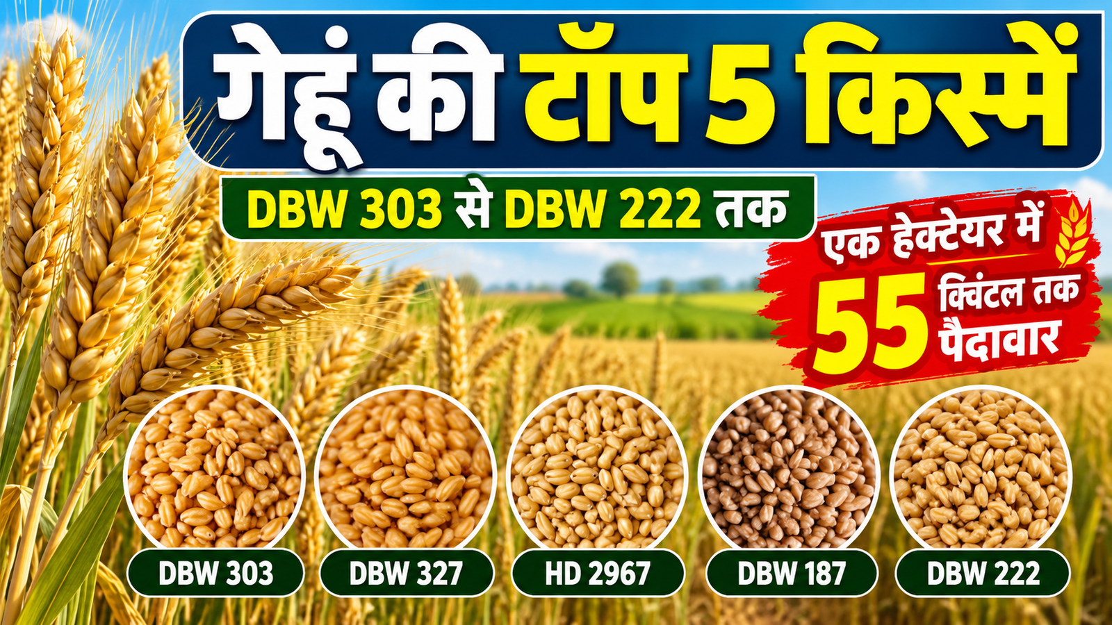 गेहूं की टॉप 5 किस्में, DBW 303 से DBW 222 तक, एक हेक्टेयर में 55 क्विंटल तक पैदावार Gehu Ki Top 5 Kismein