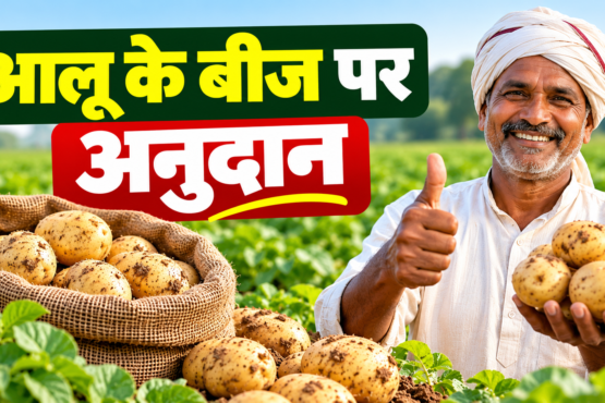 Aloo Ke Beej Par Anudan