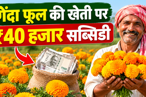 Genda Phool Ki Kheti Par ₹40 Hazaar Subsidy